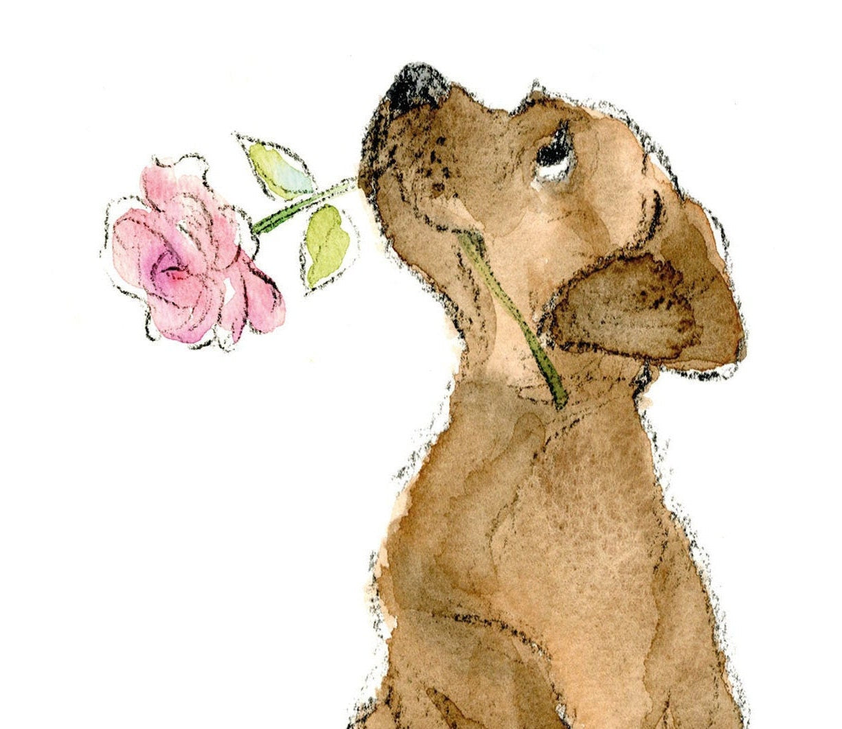 Blank Card - Quality Greeting Card - Charming illustration -Cute dog- 'Absolutely barking' range - Chocolate Labrador - Made in UK -  ABE048